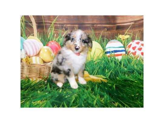 Miniature American Shepherd-DOG-Female-Blue Merle-13259-Petland Pensacola, Florida