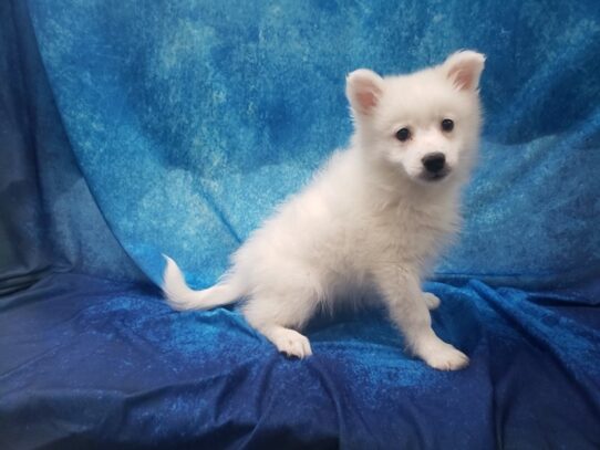 American Eskimo DOG Male White 13245 Petland Pensacola, Florida