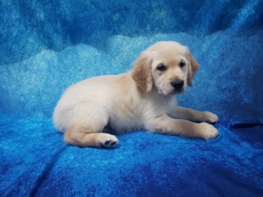 Golden Retriever DOG Male Golden 13246 Petland Pensacola, Florida