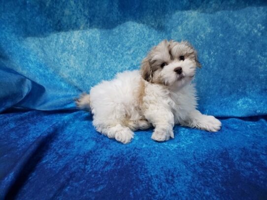 Lhasapoo-DOG-Male-Gold / White Parti-13247-Petland Pensacola, Florida