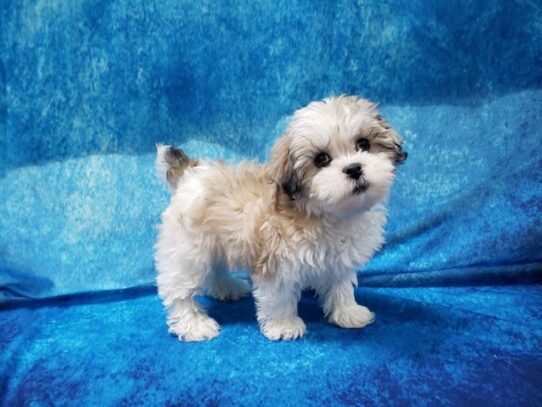 Lhasapoo DOG Female Gold / White Parti 13249 Petland Pensacola, Florida