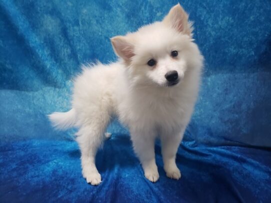 Pomsky Mo DOG Female White 13261 Petland Pensacola, Florida