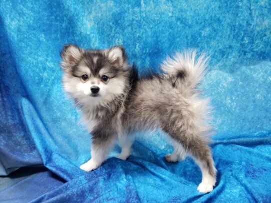 Pomsky Mo DOG Female Black / White 13262 Petland Pensacola, Florida