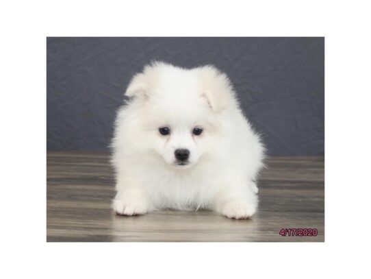 American Eskimo Dog DOG Female White 13272 Petland Pensacola, Florida