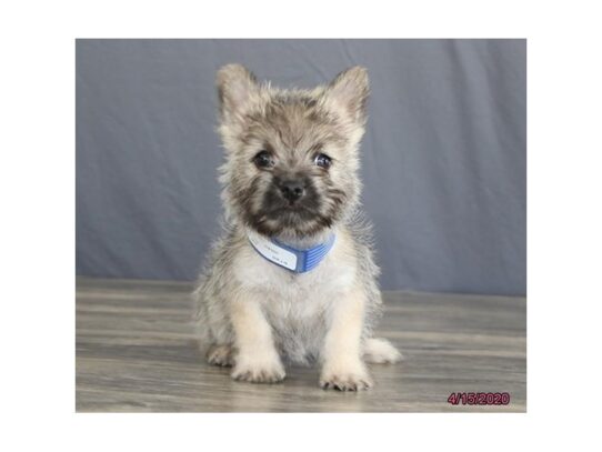 Cairn Terrier DOG Male Wheaten 13273 Petland Pensacola, Florida