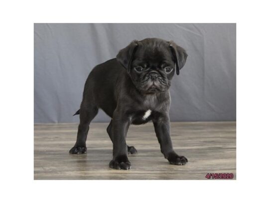 Pug DOG Male Black 13270 Petland Pensacola, Florida