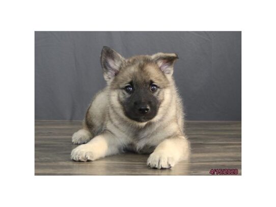 Norwegian Elkhound DOG Male Black / Silver 13268 Petland Pensacola, Florida