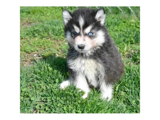 Siberian Husky DOG Male Black / White 13271 Petland Pensacola, Florida