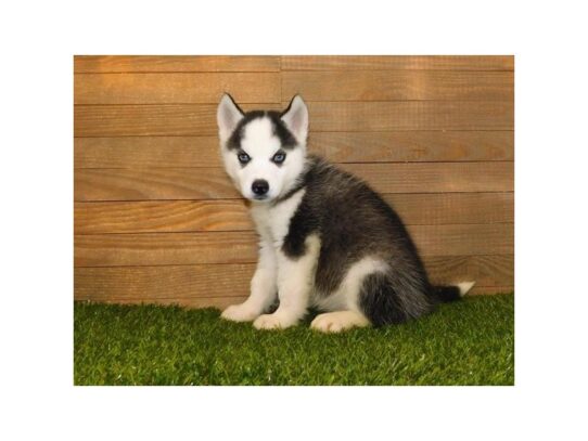 Siberian Husky DOG Female Black / White 13263 Petland Pensacola, Florida