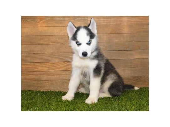 Siberian Husky DOG Male Black / White 13264 Petland Pensacola, Florida