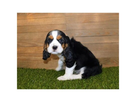 Cockalier-DOG-Male-Black White / Tan-13267-Petland Pensacola, Florida