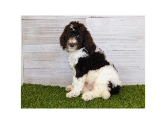 Poodle DOG Male Chocolate / White 13265 Petland Pensacola, Florida