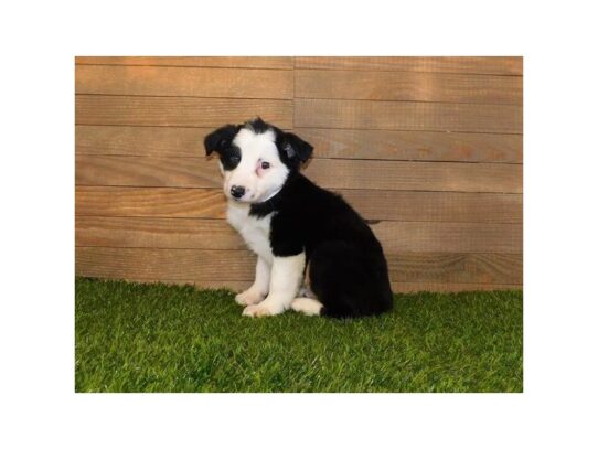 Miniature American Shepherd DOG Male Black 13266 Petland Pensacola, Florida