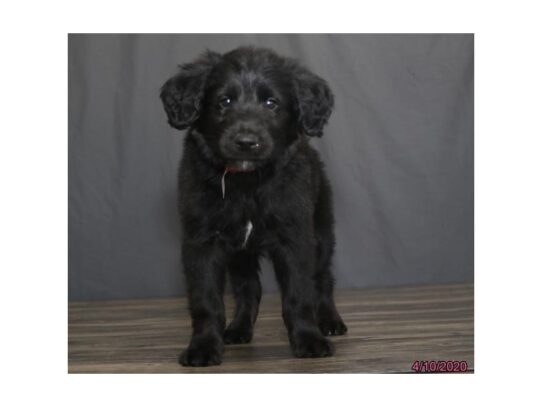 Aussie Poo DOG Female Black 13269 Petland Pensacola, Florida