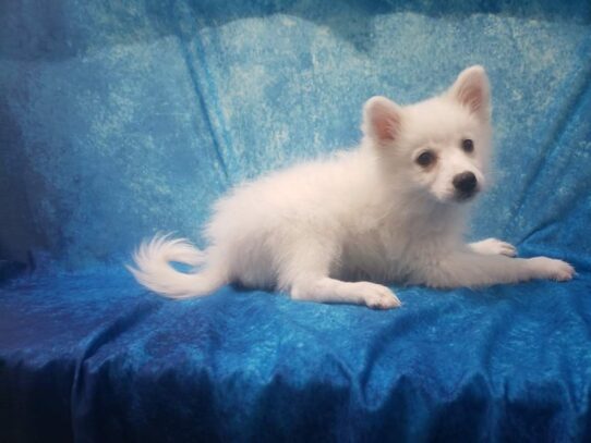 American Eskimo Dog DOG Female White 13274 Petland Pensacola, Florida