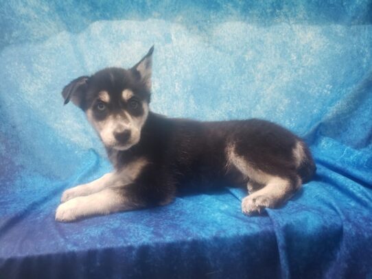 Goberian DOG Female Black Tan White 13276 Petland Pensacola, Florida