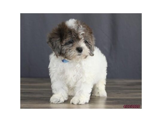 Shihpoo DOG Male Blue / White 13287 Petland Pensacola, Florida