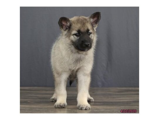 Norwegian Elkhound DOG Female Black / Silver 13292 Petland Pensacola, Florida