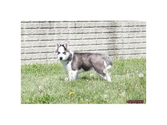 Siberian Husky DOG Male Black / White 13301 Petland Pensacola, Florida