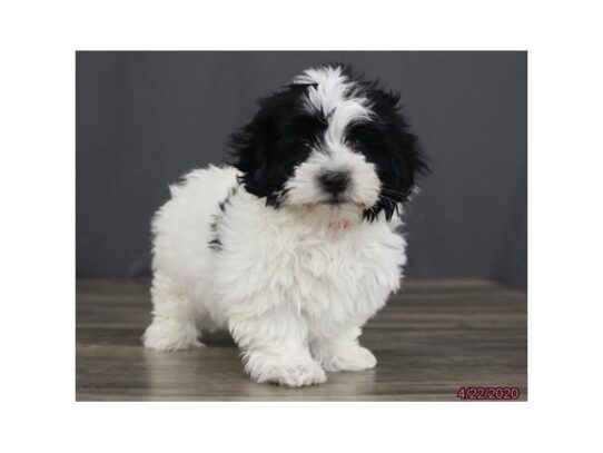 Coton De Tulear DOG Male Black / White 13284 Petland Pensacola, Florida