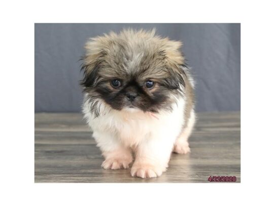 Pekingese DOG Female Sable / White 13293 Petland Pensacola, Florida