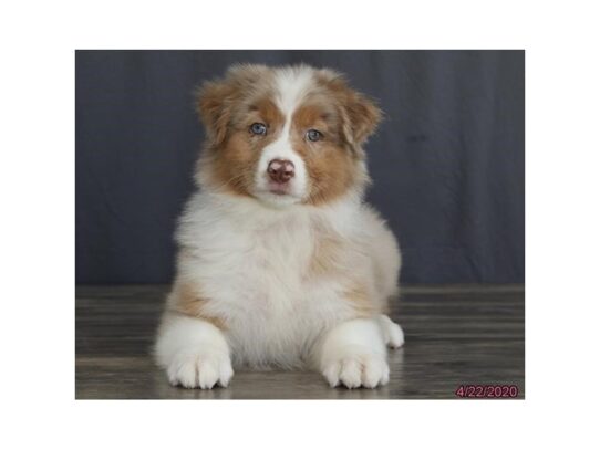 Australian Shepherd DOG Female Red Merle 13296 Petland Pensacola, Florida