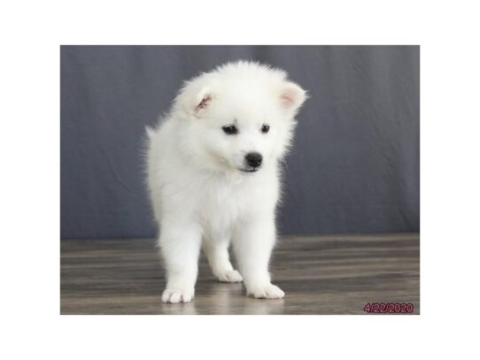 American Eskimo Dog DOG Male White 13295 Petland Pensacola, Florida