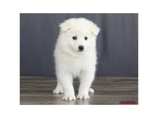 American Eskimo Dog DOG Female White 13294 Petland Pensacola, Florida