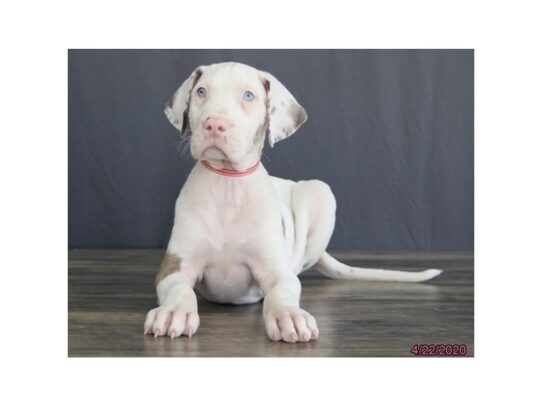 Great Dane DOG Female Fawnequin 13290 Petland Pensacola, Florida