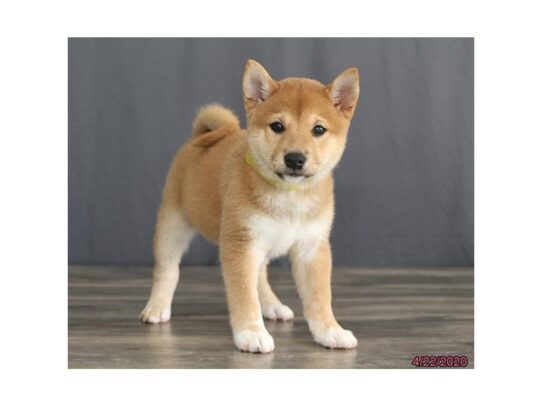 Shiba Inu DOG Female Red Sesame 13299 Petland Pensacola, Florida