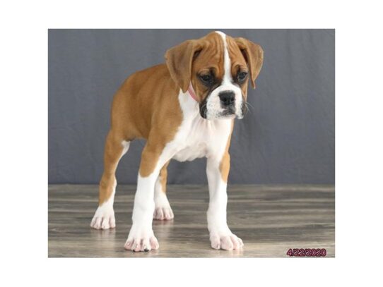 Boxer-DOG-Female-Fawn-13297-Petland Pensacola, Florida