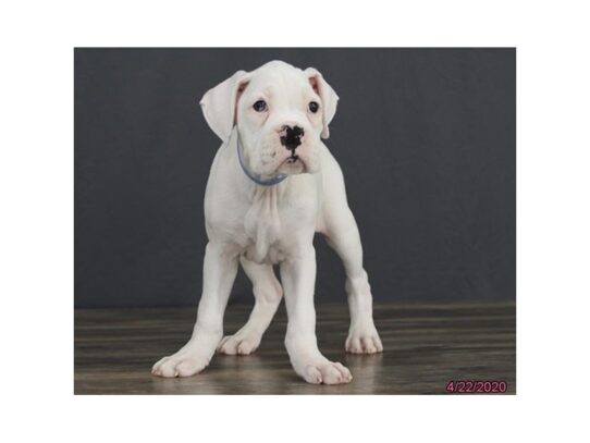 Boxer DOG Male White 13298 Petland Pensacola, Florida