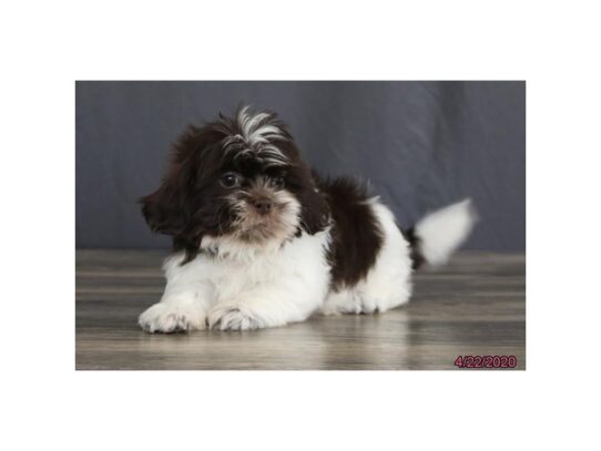 Shih Tzu DOG Male Chocolate / White 13300 Petland Pensacola, Florida