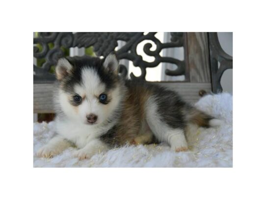 Pomsky DOG Female Gray / White 13282 Petland Pensacola, Florida