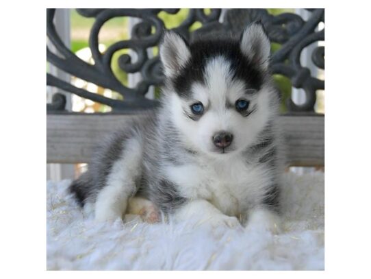 Pomsky DOG Male Gray / White 13283 Petland Pensacola, Florida