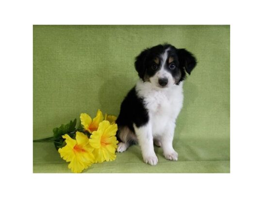 Miniature Australian Shepherd DOG Male Black Tan / White 13285 Petland Pensacola, Florida