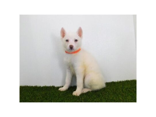 Siberian Husky DOG Female White 13279 Petland Pensacola, Florida