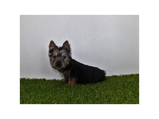 Silky Terrier DOG Male Black / Tan 13280 Petland Pensacola, Florida