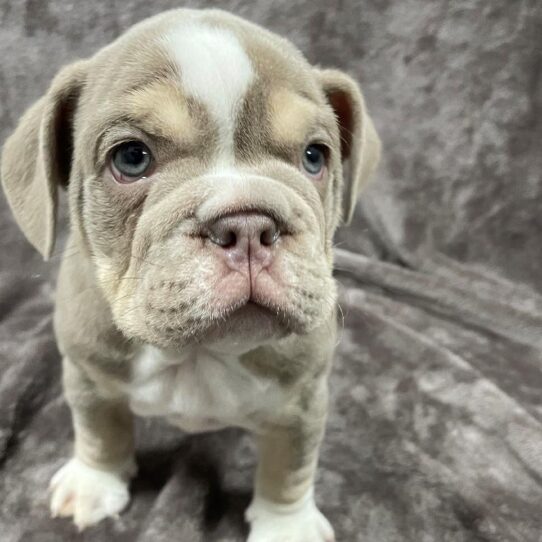 English Bulldog-DOG-Male-Lilac Tri-1105-Petland Pensacola, Florida