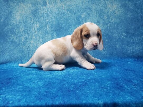 Beagle DOG Female Lemon 13278 Petland Pensacola, Florida