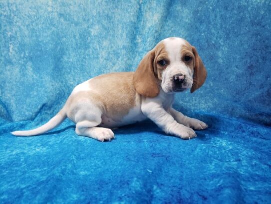 Beagle DOG Male Lemon 13277 Petland Pensacola, Florida