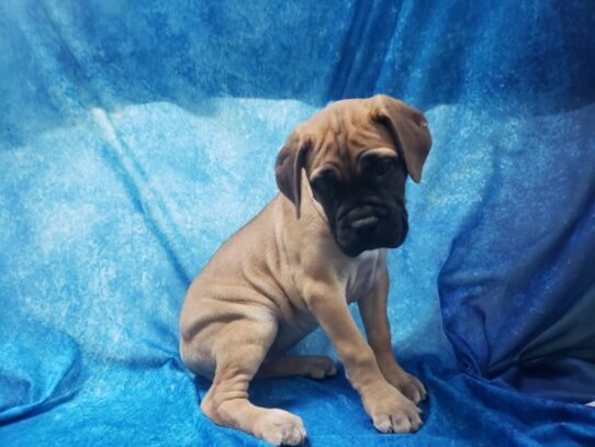 Bullmastiff DOG Female Red Fawn 13286 Petland Pensacola, Florida