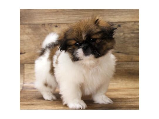 Pekingese-DOG-Male-Red Sable-13302-Petland Pensacola, Florida