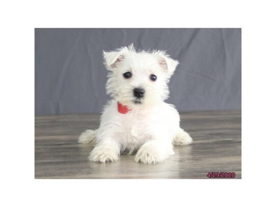 West Highland White Terrier-DOG-Female-White-13320-Petland Pensacola, Florida