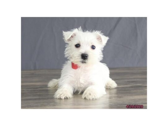 West Highland White Terrier DOG Female White 13320 Petland Pensacola, Florida