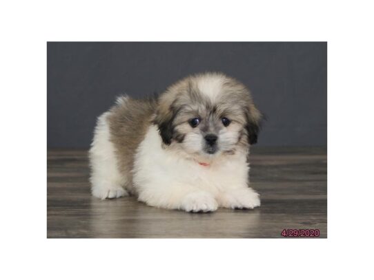 Peke-A-Tese-DOG-Female-White / Tan-13315-Petland Pensacola, Florida