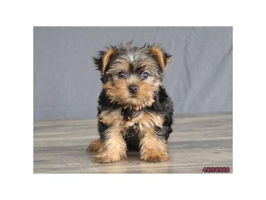 Yorkshire Terrier DOG Male Black / Tan 13321 Petland Pensacola, Florida