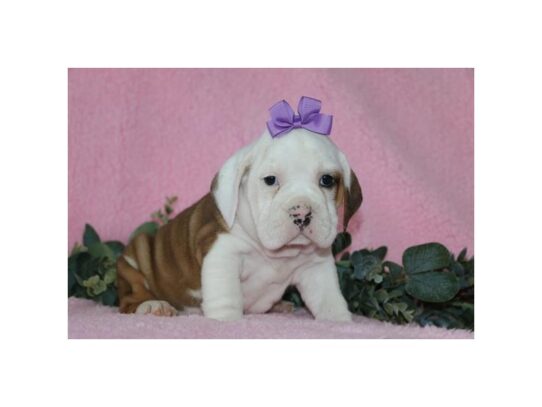 Beabull Bulldog DOG Female Fawn / White 13314 Petland Pensacola, Florida