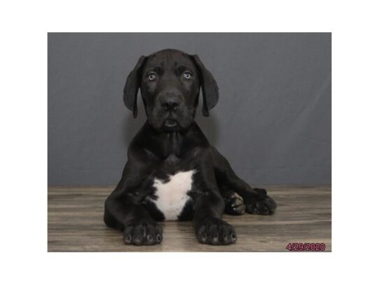 Great Dane DOG Male Black 13309 Petland Pensacola, Florida