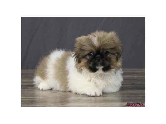 Pekingese DOG Male Sable / White 13311 Petland Pensacola, Florida